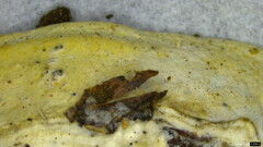 Tyromyces chioneus