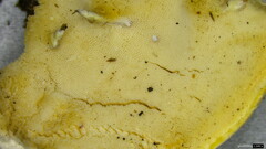 Tyromyces chioneus