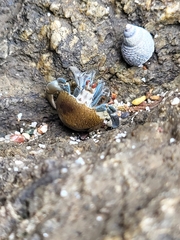 Coenobita compressus