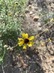Encelia asperifolia