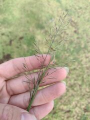 Eragrostis tenuifolia