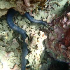 Emydocephalus annulatus