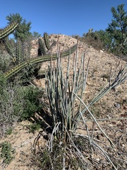 Euphorbia lomelii