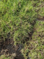 Cenchrus clandestinus