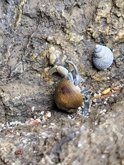 Coenobita compressus