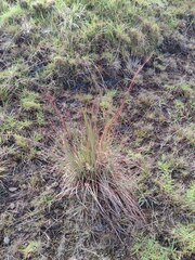 Andropogon virginicus