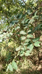 Bridelia tomentosa