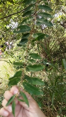 Bridelia tomentosa