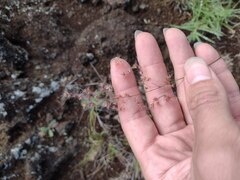 Melinis repens