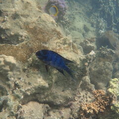 Abudefduf whitleyi