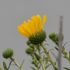 Grindelia stricta platyphylla