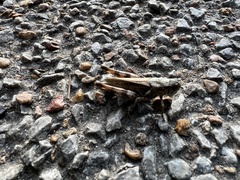 Melanoplus ponderosus
