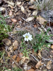 Cerastium arvense
