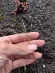 Digitaria violascens
