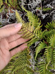 Pityrogramma austroamericana