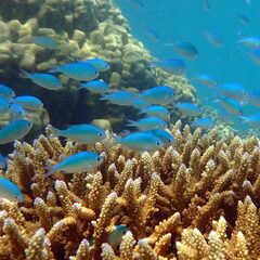 Chromis viridis