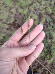 Anthoxanthum odoratum