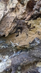 Agaricomycetes