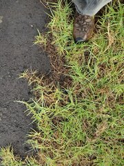 Cenchrus clandestinus