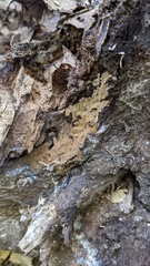 Agaricomycetes
