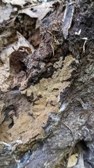 Agaricomycetes