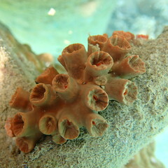 Tubastraea coccinea