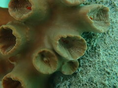 Tubastraea coccinea