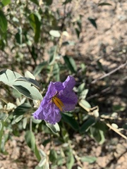 Solanum hindsianum