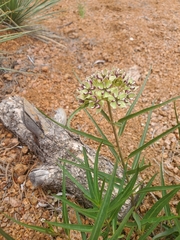 Asclepias asperula