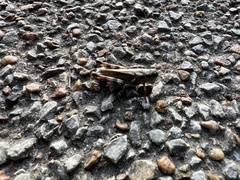 Melanoplus ponderosus