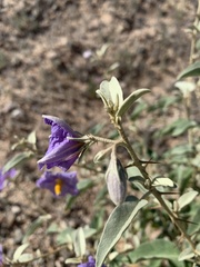Solanum hindsianum