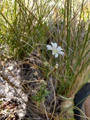 Cerastium arvense