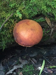 Gymnopilus liquiritiae