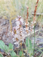 Eriogonum racemosum