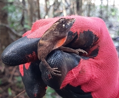 Anolis lemurinus