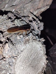 Blaberidae