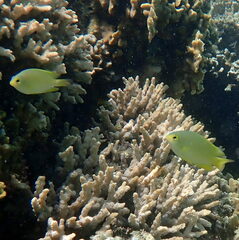 Pomacentrus moluccensis