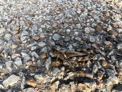 Melanoplus ponderosus