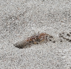 Ocypode gaudichaudii