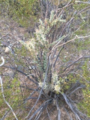 Cylindropuntia acanthocarpa