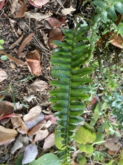 Polypodiineae