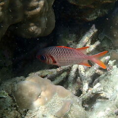 Myripristis violacea