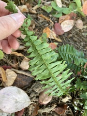Polypodiineae