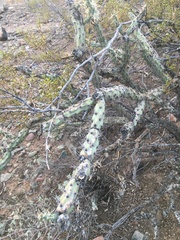 Cylindropuntia acanthocarpa