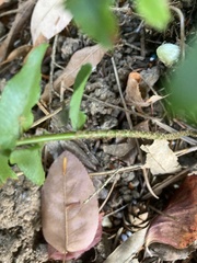 Polypodiineae