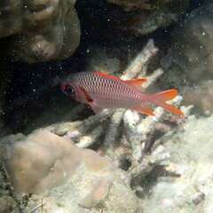 Myripristis violacea