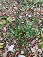 Polypodiineae