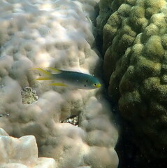 Neopomacentrus nemurus