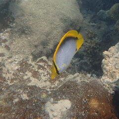 Chaetodon melannotus