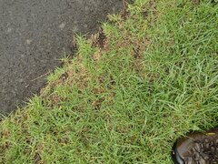 Cenchrus clandestinus